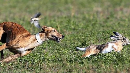 LOS GALGOS – LEYENDAS DE MATAPOZUELOS